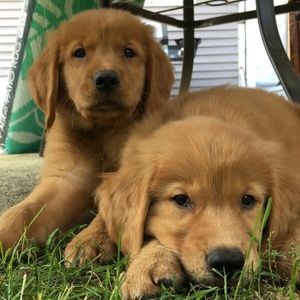 Meet your Posher, Mia